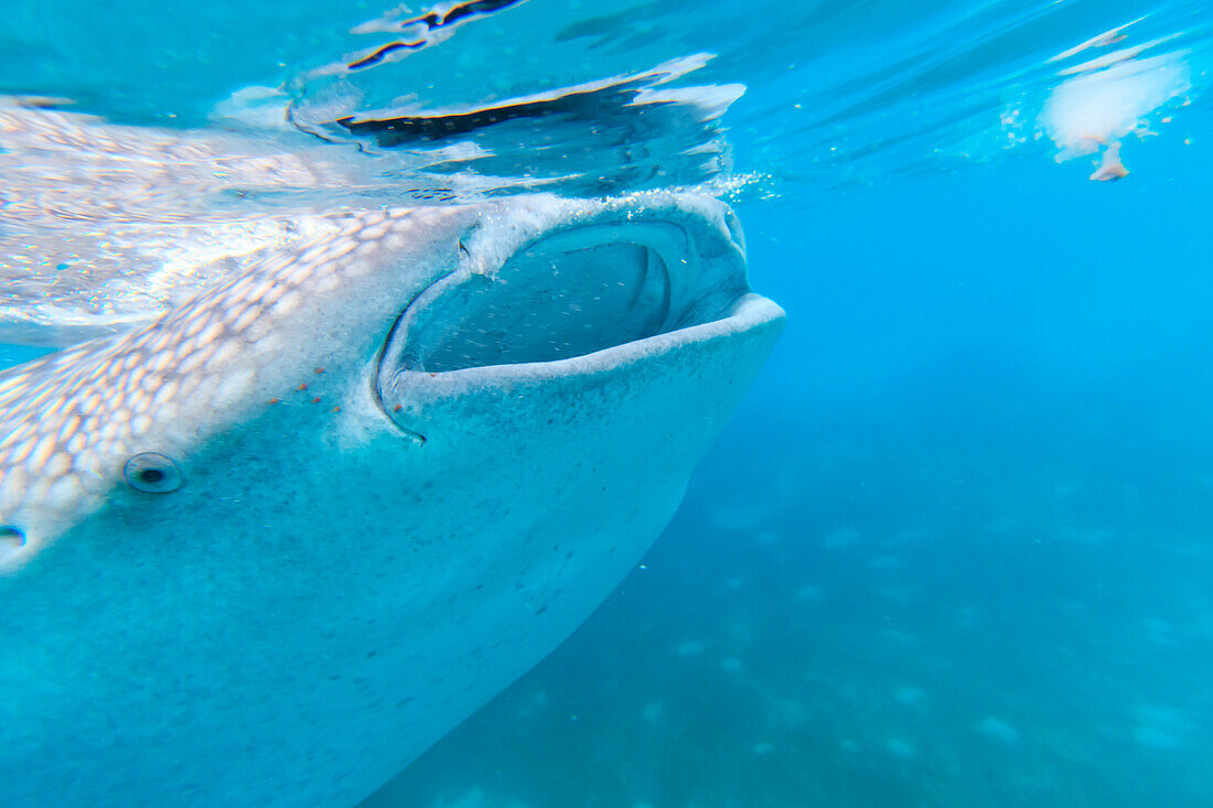 Whale shark in the Philippines, Oslob