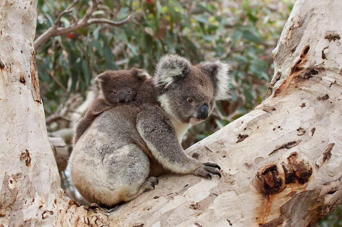 Baby Koala on Mother's Back