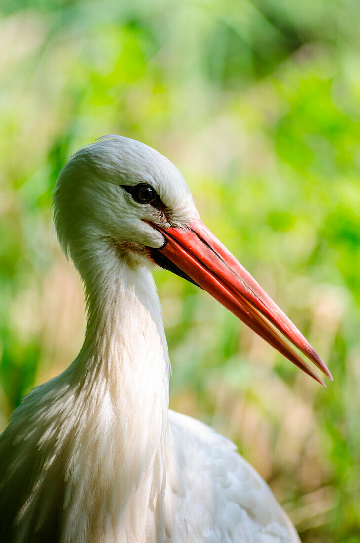 Stork (Ticino Park, Province of Pavia, Lombardy, Italy)