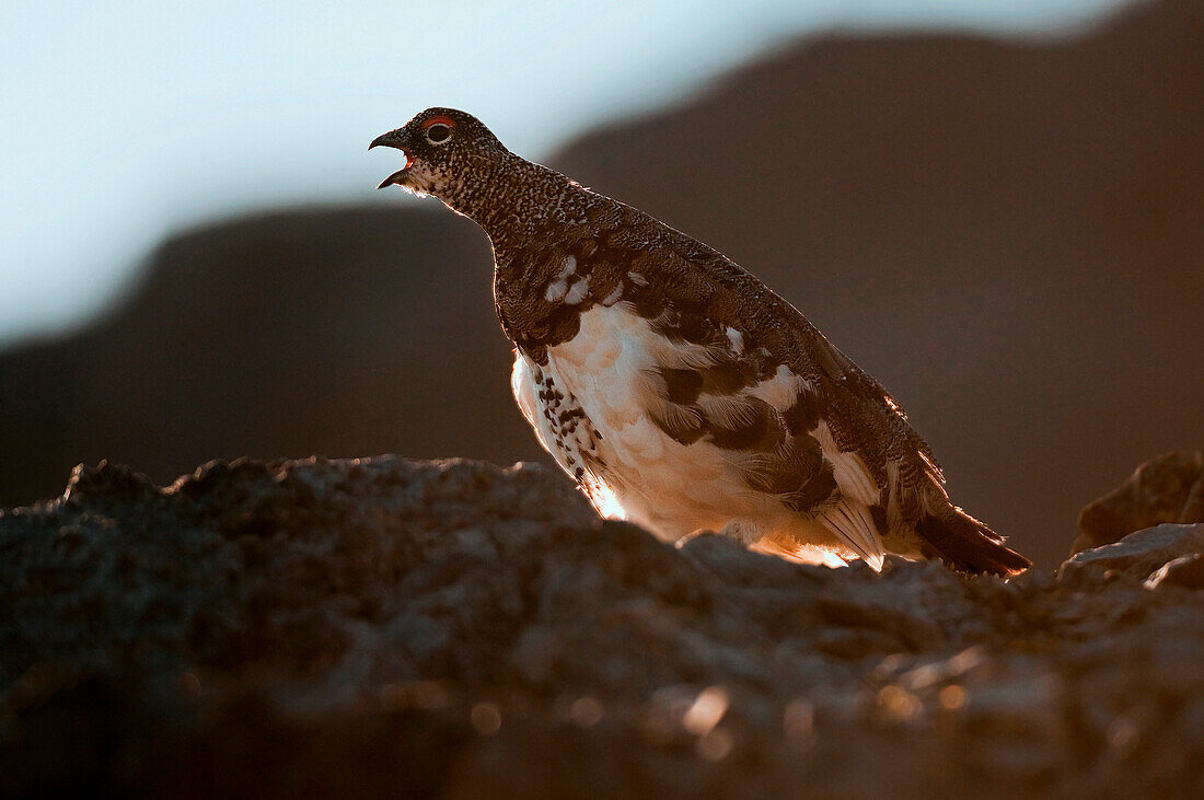 ptarmigan, Trentino Alto-Adige, Italy