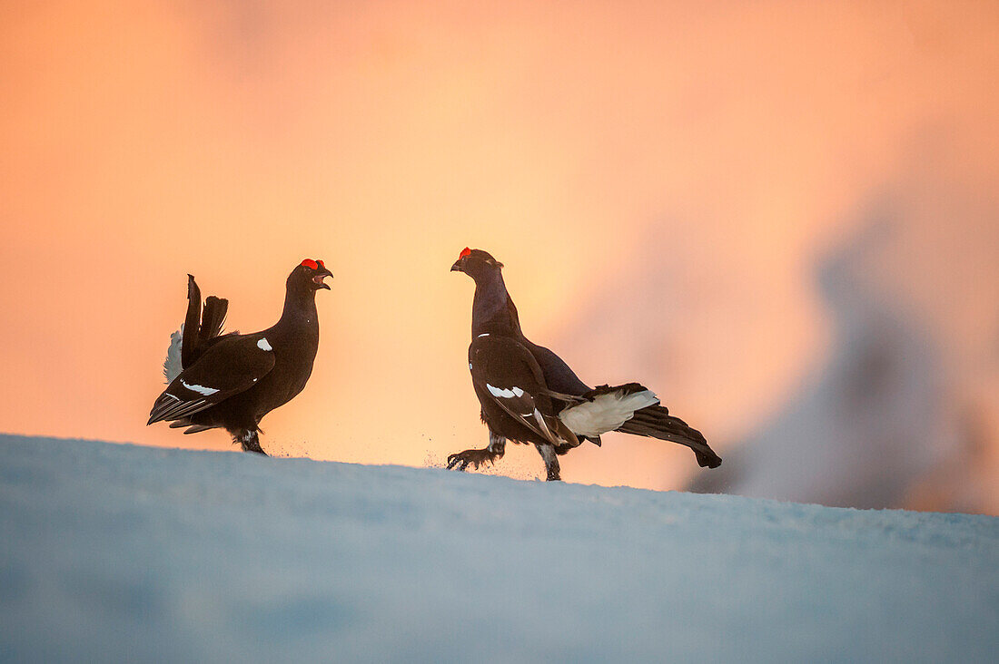 black grouse in fight at sunset, Trentino Alto-Adige, Italy