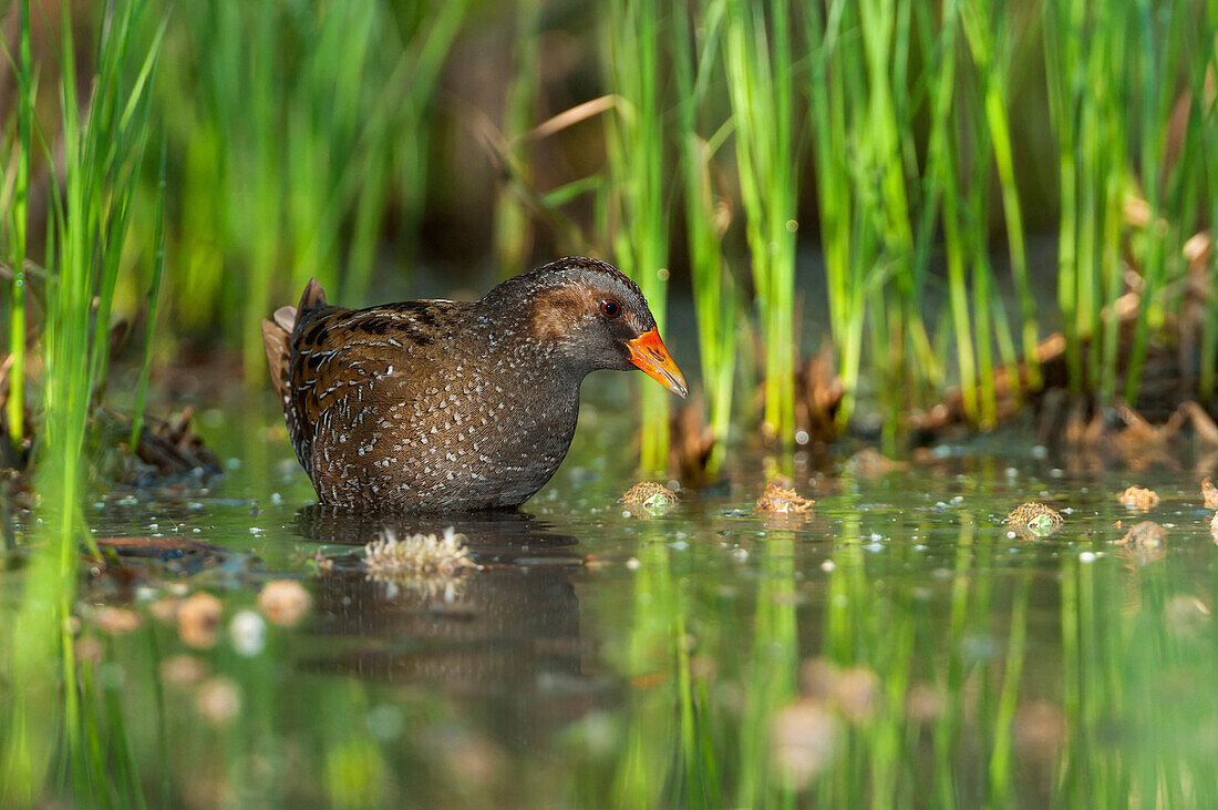 spotted crake, Trentino Alto-Adige, Italy