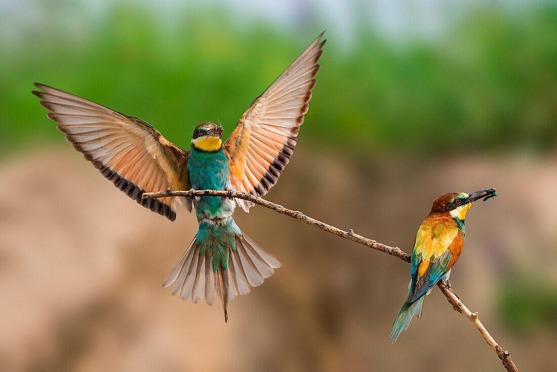 bee-eater in flight with prey, Trentino Alto-Adige, Italy