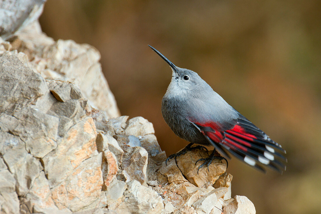 Wallcreeper, Trentino Alto-Adige, Italy