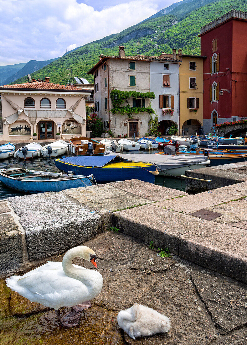 Swans on the marina of the little town of Malcesine, Garda lake, Veneto, Italy