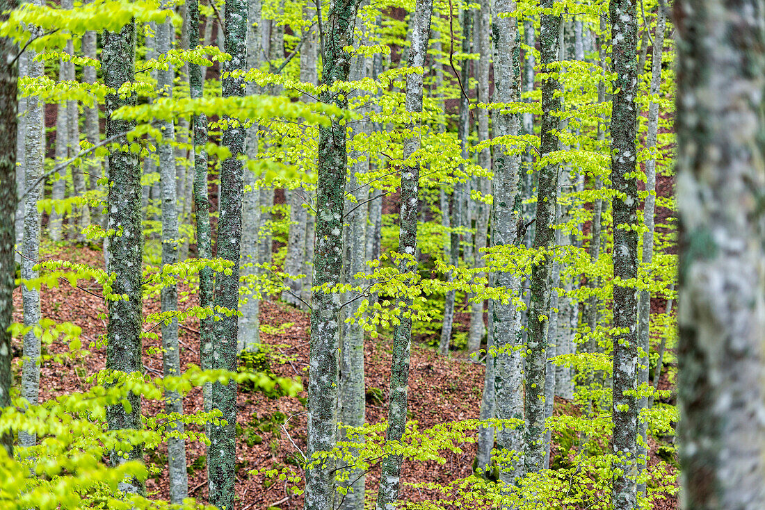 Forest in Autumn, Foreste Casentinesi NP, Emilia Romagna district, Italy