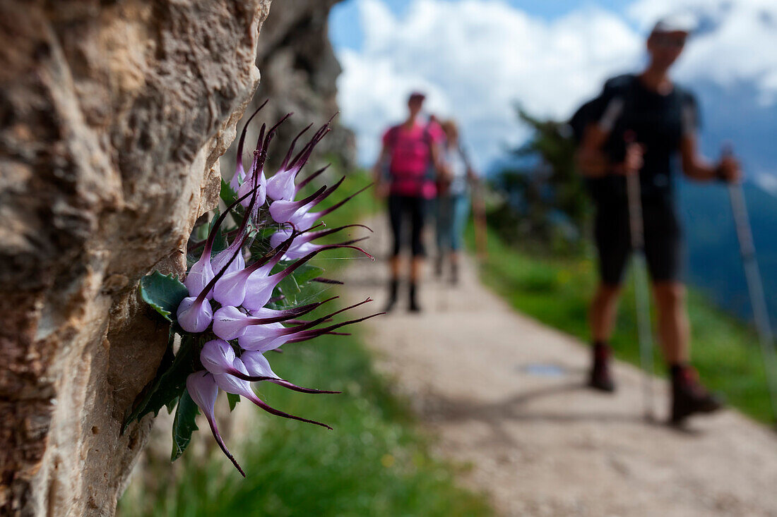 The Physoplexis comosa (tufted horned rampion) along a mountain trail with hikers coming, Dolomites