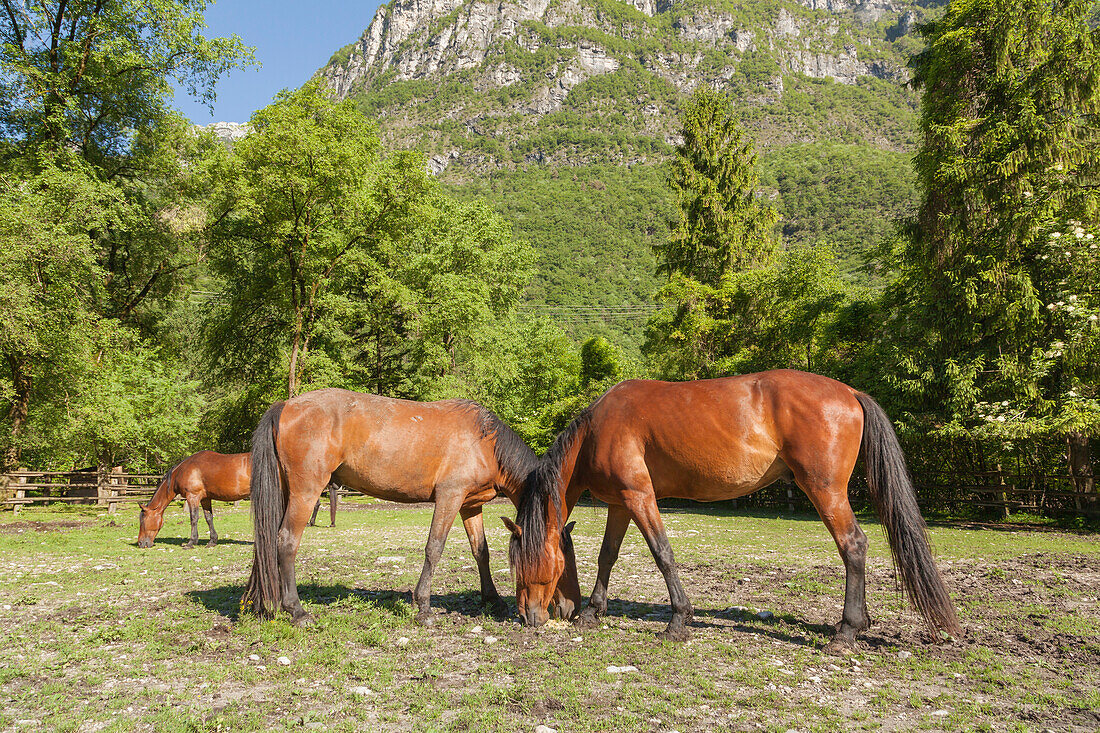 Salet, Center of Equestrian Selection, Sedico, Veneto. Maremmani horses grazing in the area of forestry center