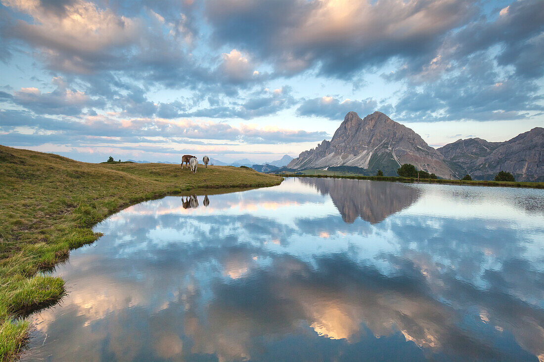 Europe, Italy, South Tyrol, Bolzano. Cows grazing near the Wackerer lake, on the background the Sass de Putia, Dolomites