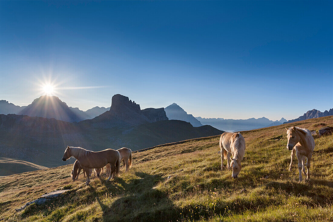 Haflinger horses grazing on the green plain of Mondeval. In the background the Becco di MezzodÃ¬, behind Sorapiss left and right of the pyramid of Antelao. Europe, Italy, Veneto, Belluno, Dolomites