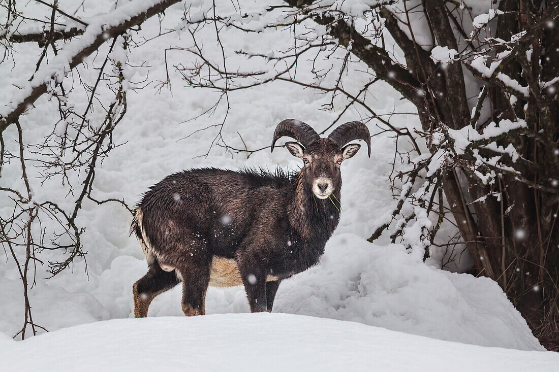 Young male mouflon taken during a snowfall in its natural environment in the Dolomites.