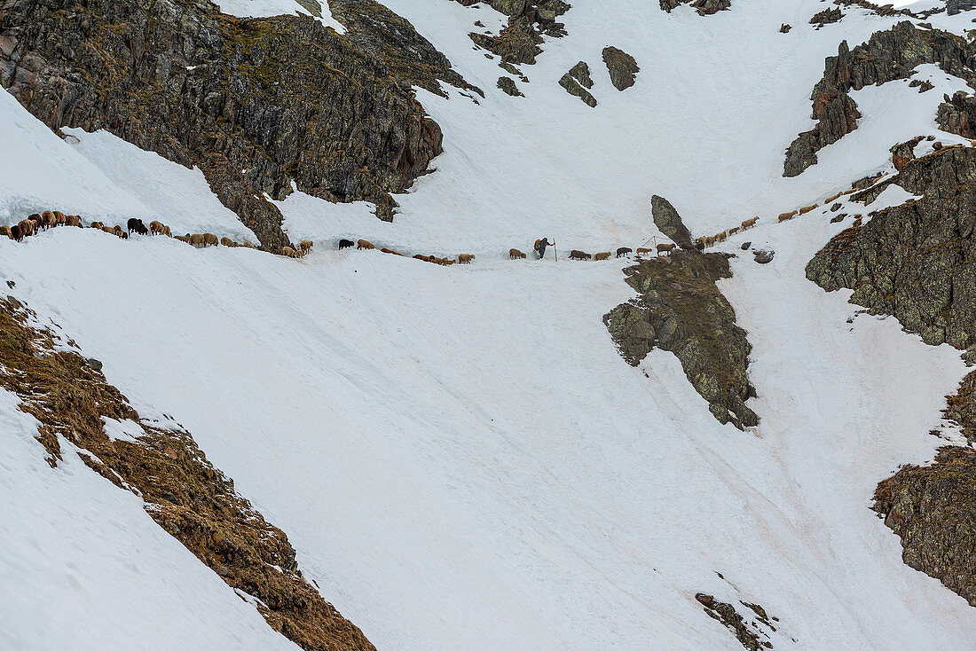 SenalesSchnals, South Tyrol, Italy. Since thousands of years the shepherd brings the sheep on the Giogo Basso (3016m) and to the summer pastures behind the Oetz Valley