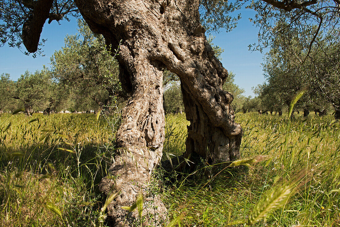 Alter Olivenhain nahe dem Dorf Tocco da Casauria