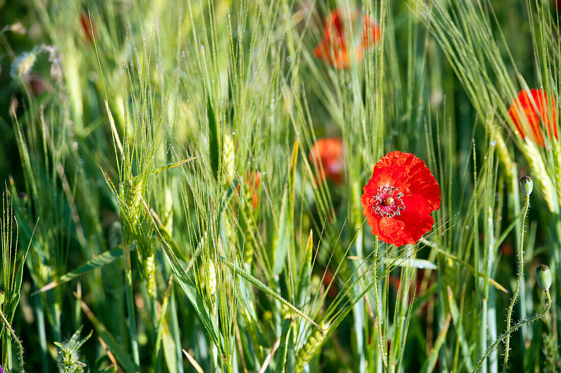 Mohn in einem Feld in der Nähe des Dorfes Navelli