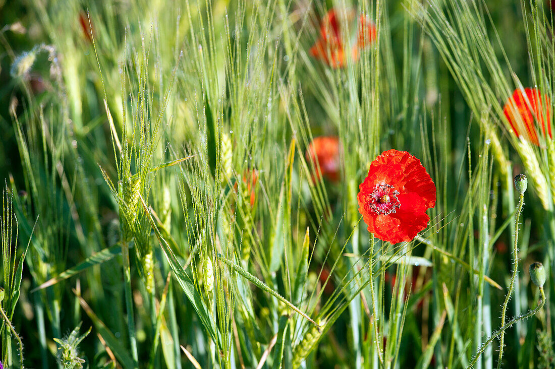 Poppies in a field near the village of Navelli