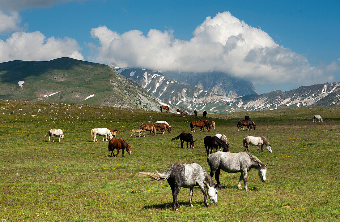 Pferde weiden auf den Matten der Campo Imperatore, der Corno Grande im Hintergrund