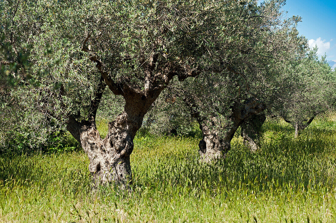 Old olive grove near the village of Tocco da Casauria