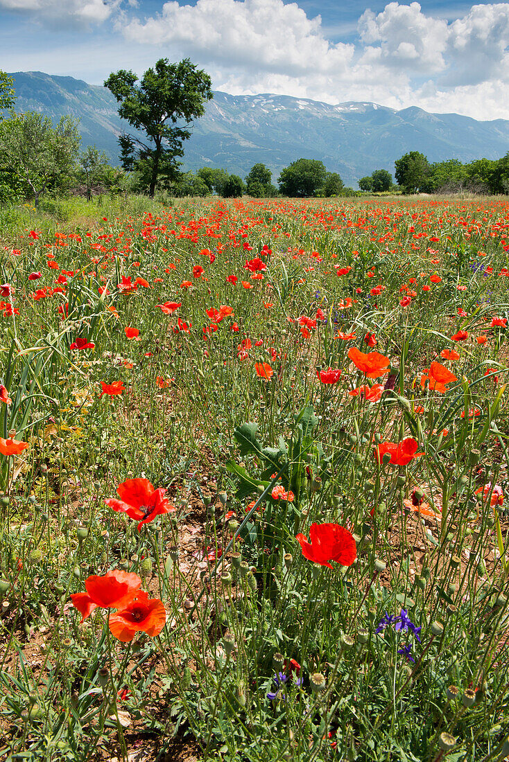 A field with poppies near Corfino