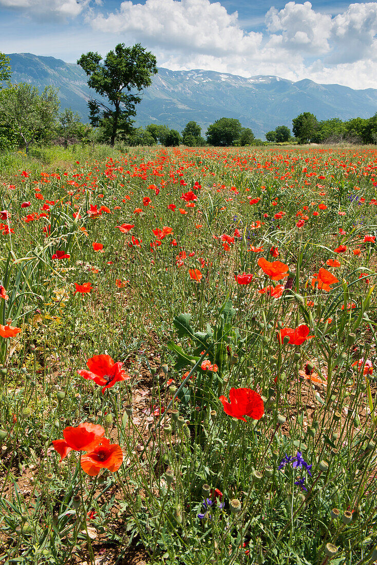 Ein Feld mit Mohnblumen nahe Corfino