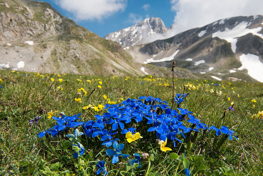 Small gentians flower before the Corne Grande in the Gran Sasso NP