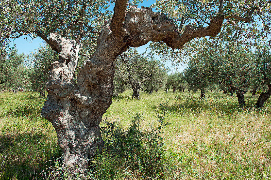 Alter Olivenhain nahe dem Dorf Tocco da Casauria