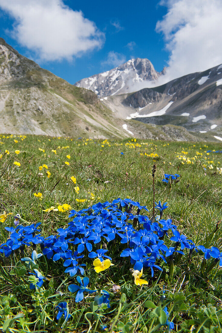 Small gentians flower before the Corne Grande in the Gran Sasso NP