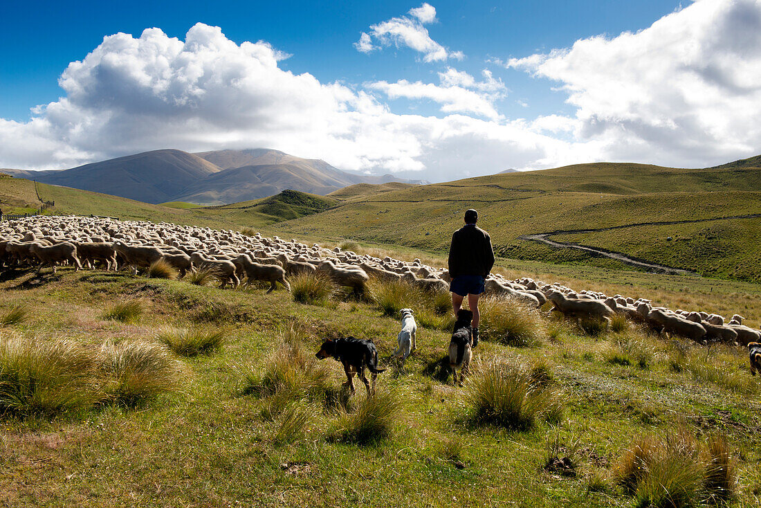 Sheep drive in the mountains of the Hawkdun Range, Otago, South Island, New Zealand