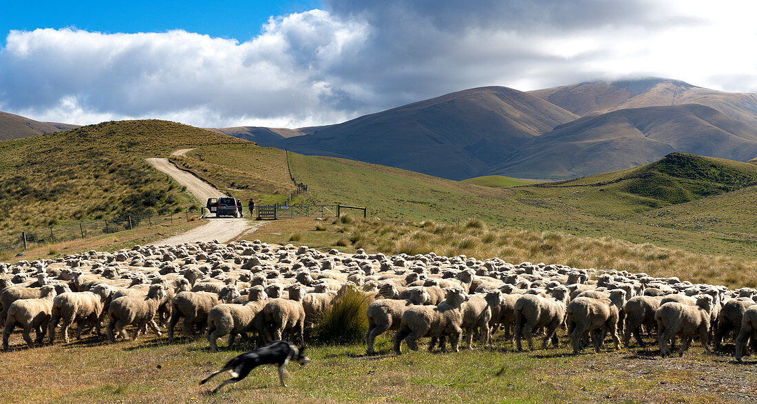 Schaftrieb in den Bergen der Hawkdun Range, Otago, Südinsel, Neuseeland