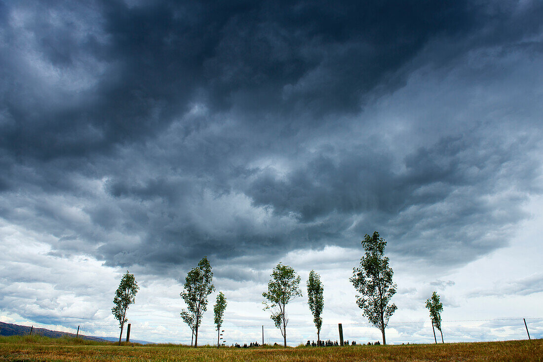 Pappeln unter drohenden Wolken in dem Garten des berühmten Neuseeländischen Kunstlers Grahame Sydney, Otago, Südinsel, Neuseeland