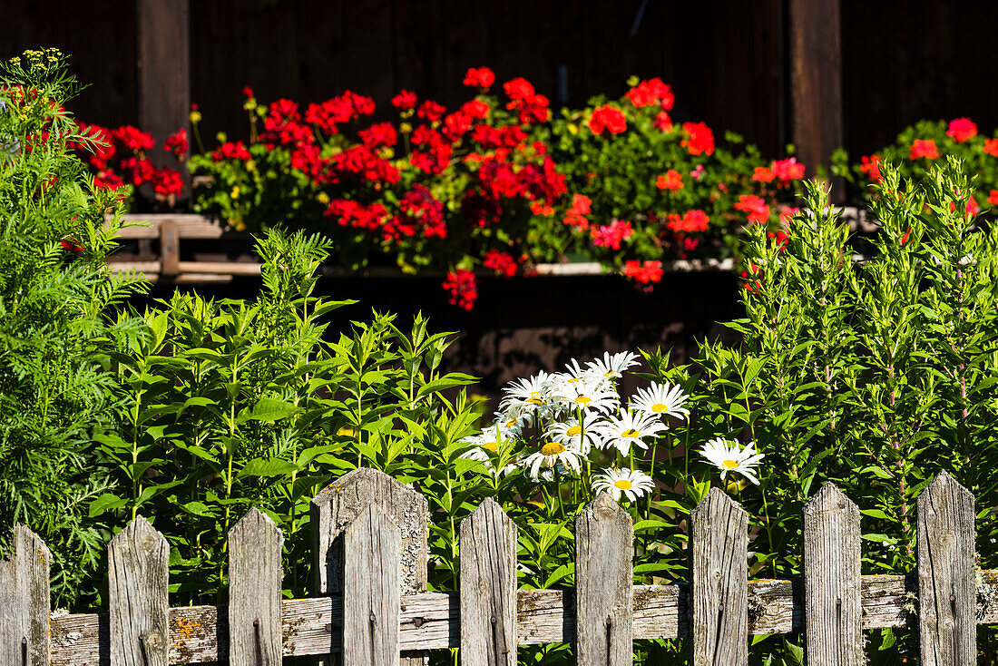 With marguerites and geraniums excessively planted front garden in front of alpine hut with a weather-beaten wooden fence, Radein, South Tirol, Alto Adige, Italy