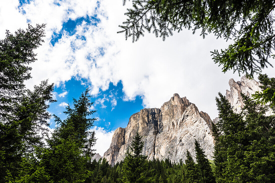 The mountain scenery framed by trees at the Sellajoch, Canazei, the Dolomites, South Tirol, Alto Adige, Italy
