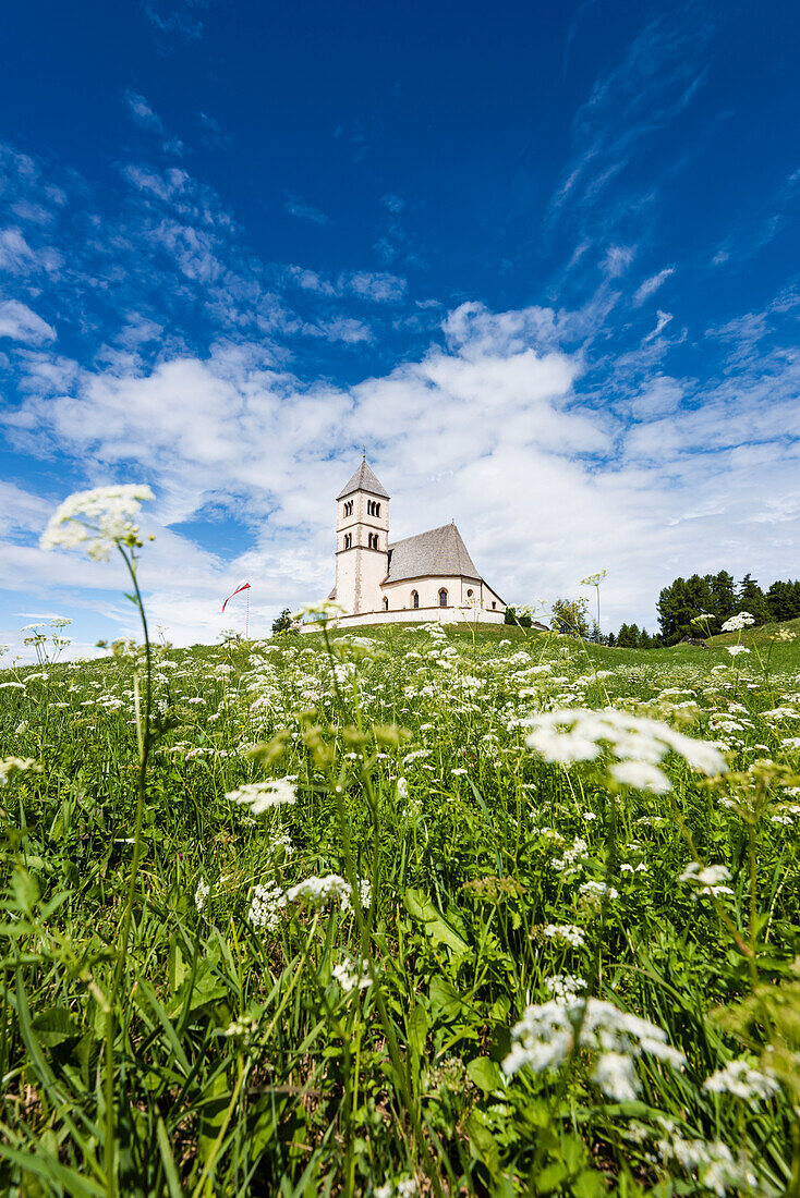 An Alp meadow with yarrow in front of the Saint Wolfgang church, Radein, South Tirol, Alto Adige, Italy