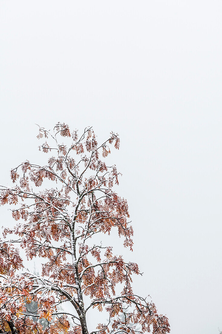 Ash tree after the first snow with fog as a background, Radein, South Tirol, Alto Adige, Italy