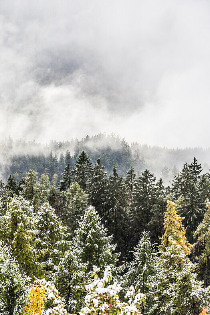 Trees in autumn after fresh snow with upcoming fog, Radein, South Tirol, Alto Adige, Italy