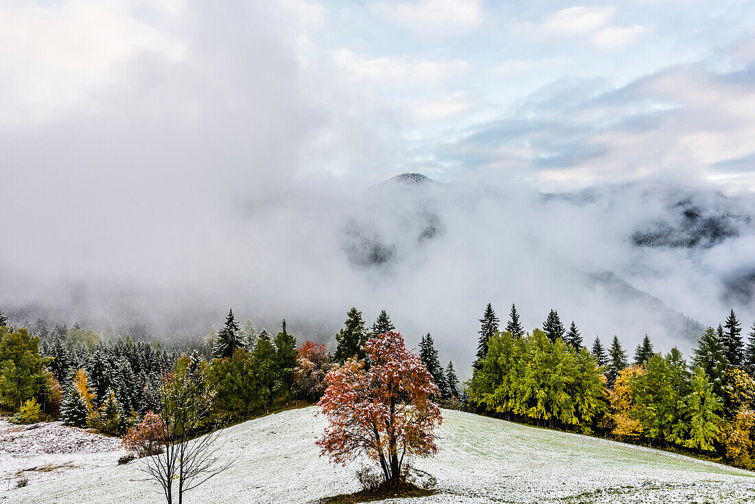 An autumn scenery with coloured trees, fresh snow and mountaintops in the fog, Radein, South Tirol, Alto Adige, Italy