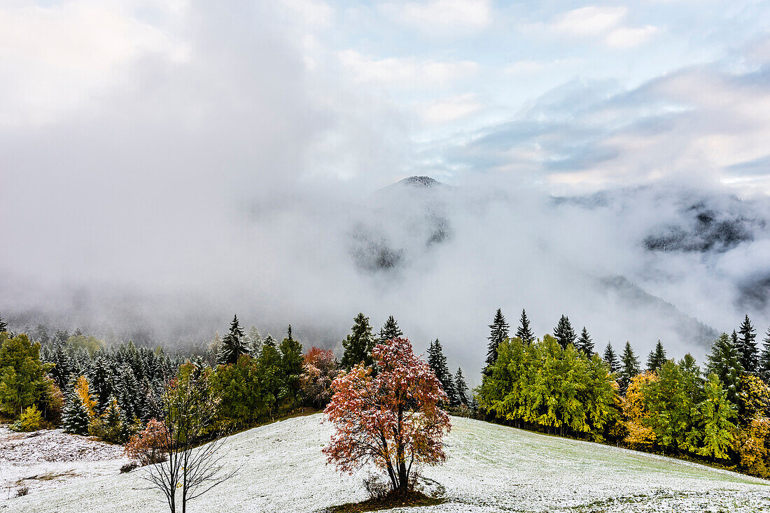 Ein Herbstlandschaft mit gefärbten Bäumen, Neuschnee und Berggipfeln im Nebel, Radein, Dolomiten, Südtirol, Alto Adige , Italien