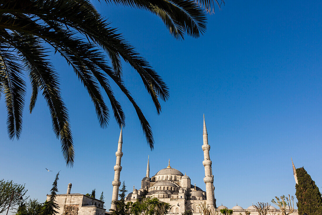 Die Blaue Moschee, Sultan-Ahmed-Moschee, mit einem Palmwedel im Vordergrund, Istanbul, Türkei