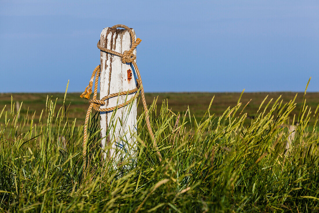 An old post with ropes on a pasture, Hallig Hooge, Schleswig Holstein, Germany