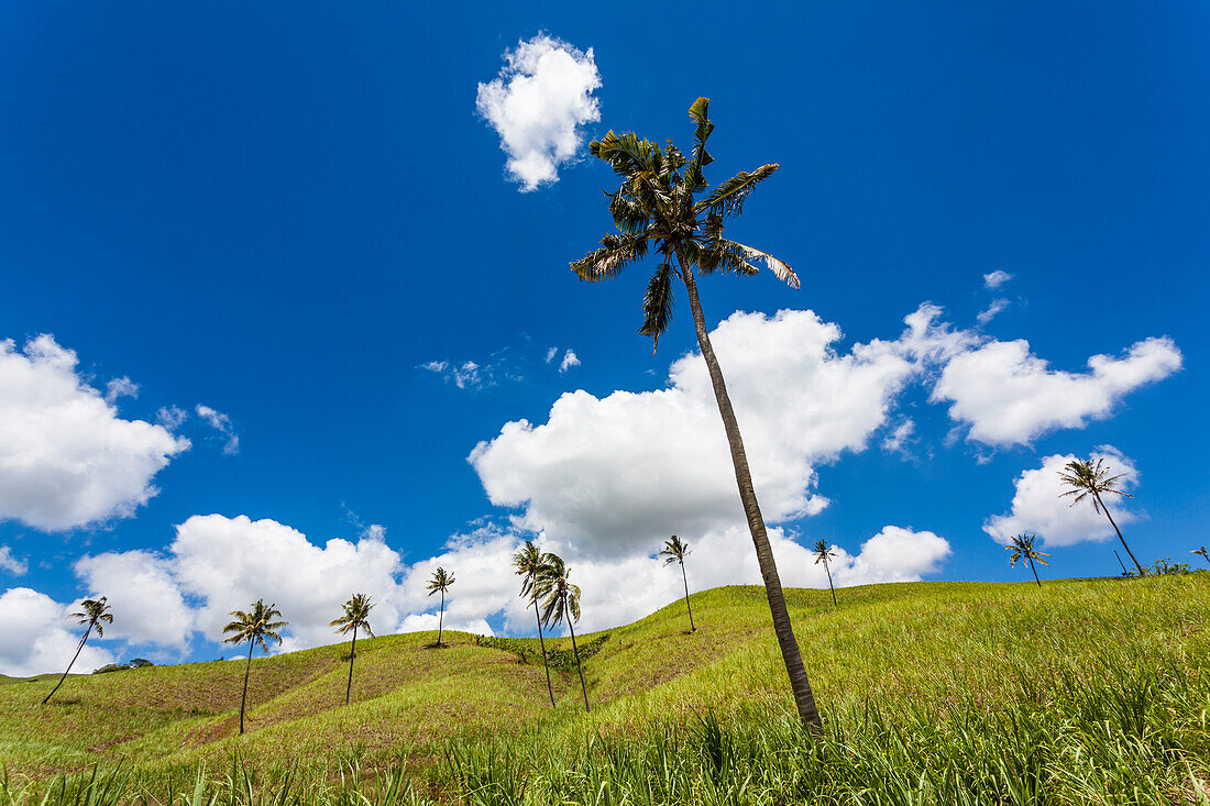 Eine Gruppe von Palmen an einem Hang mit blauem Himmel und weißen Wolken, Chamarel, Mauritius, Afrika