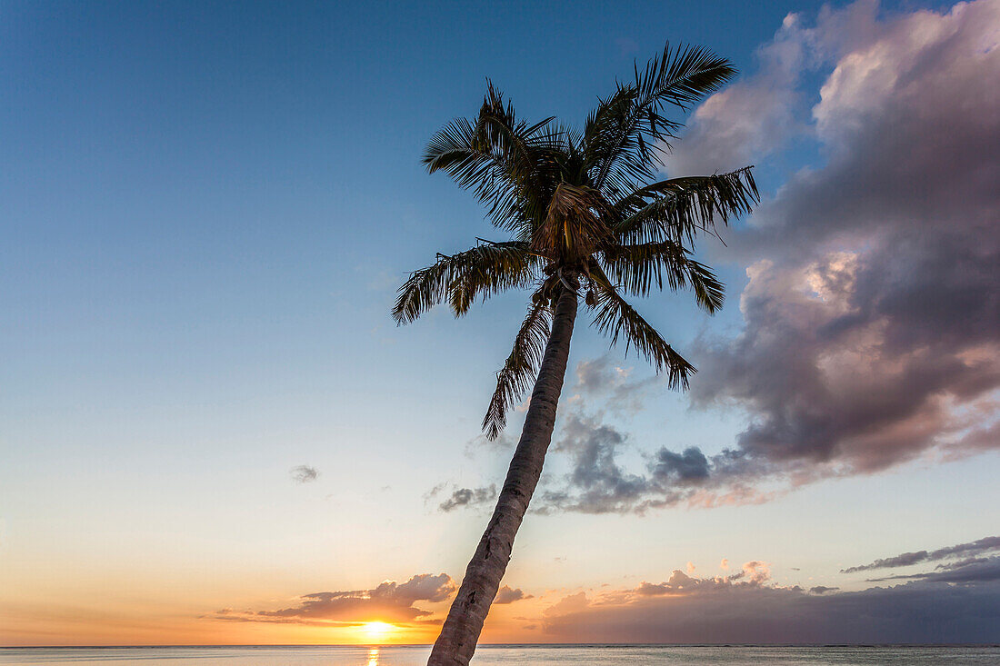 Sonnenuntergang am Strand von Le Morne mit Blick auf den Indischen Ozean und einer Palme im Vordergrund, Mauritius, Afrika