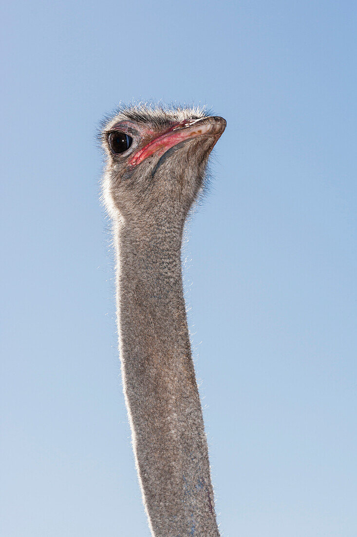A head portrait of a ostrich against the blue sky, Cape Town, South Africa