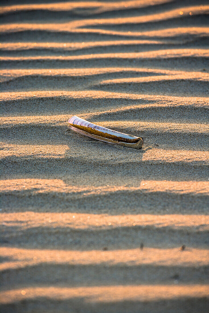 Eine Schwertmuschel liegt bei Ebbe auf dem Meeresboden, Juist, Schleswig Holstein, Deutschland