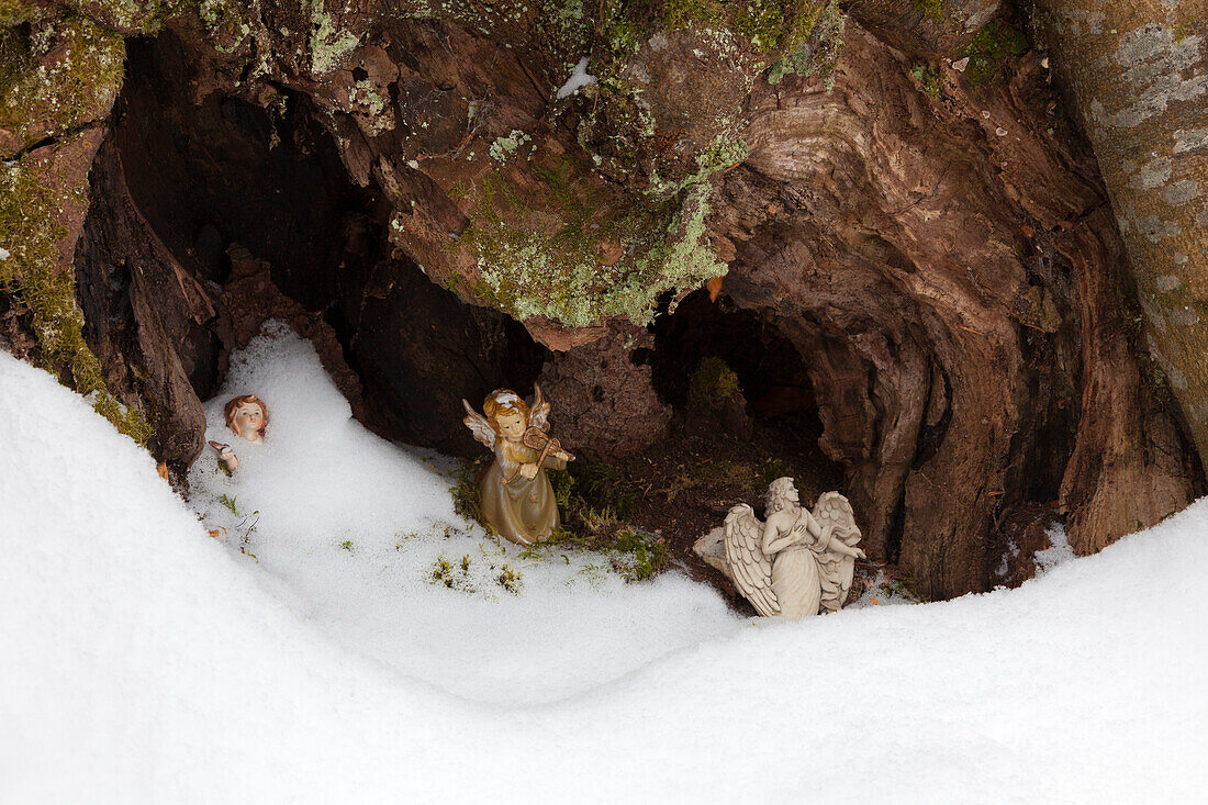 Figures of angels covered by snow within the hollow trunk of a beech tree, near Maria Rast chapel at the Buckelwiesen, near Kruen, Bavaria, Germany