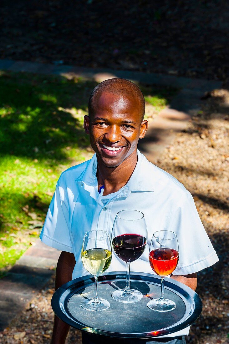 Waiter carrying tray of wine glasses, Terrori Restaurant, Kleine Zalze Wines, Stellenbosch, Cape Winelands, South Africa.