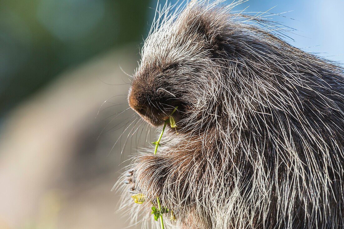 Cute porcupine (Erethizon dorsatum) feeding on some flowers, captive, California, USA