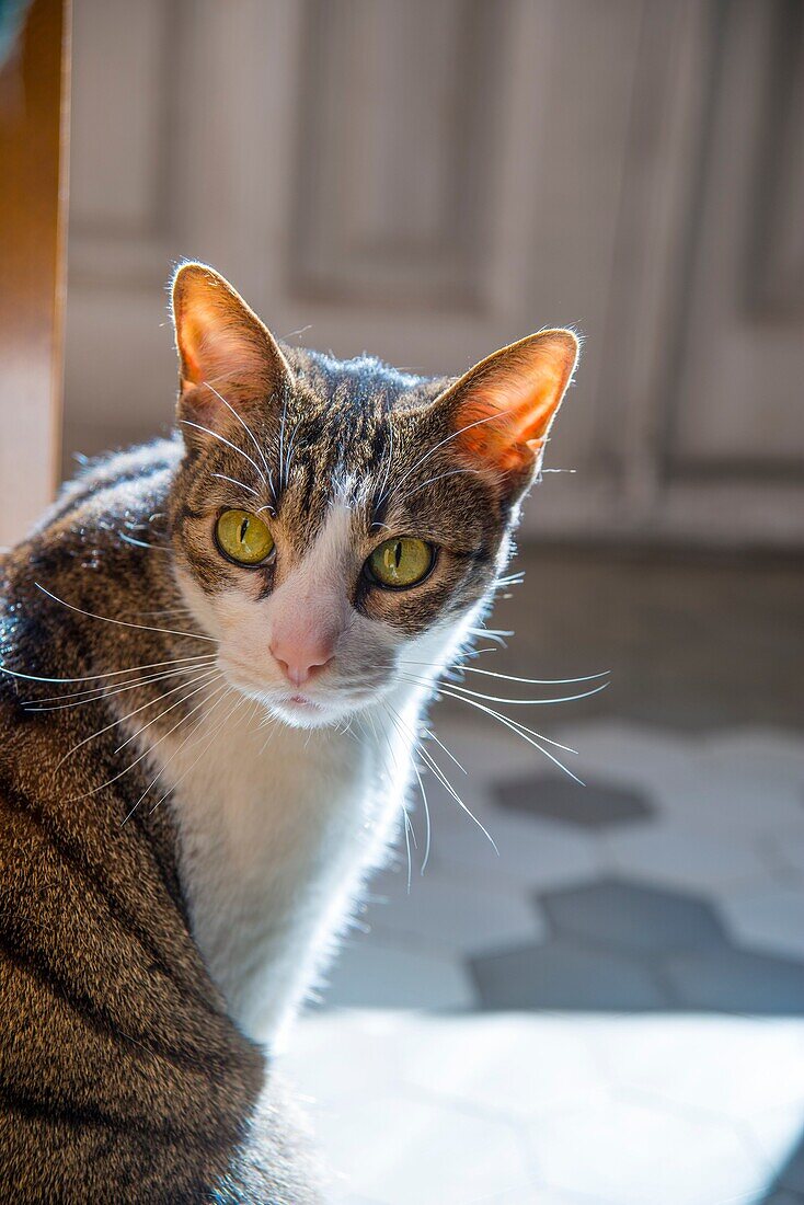 Portrait of tabby and white cat at home.