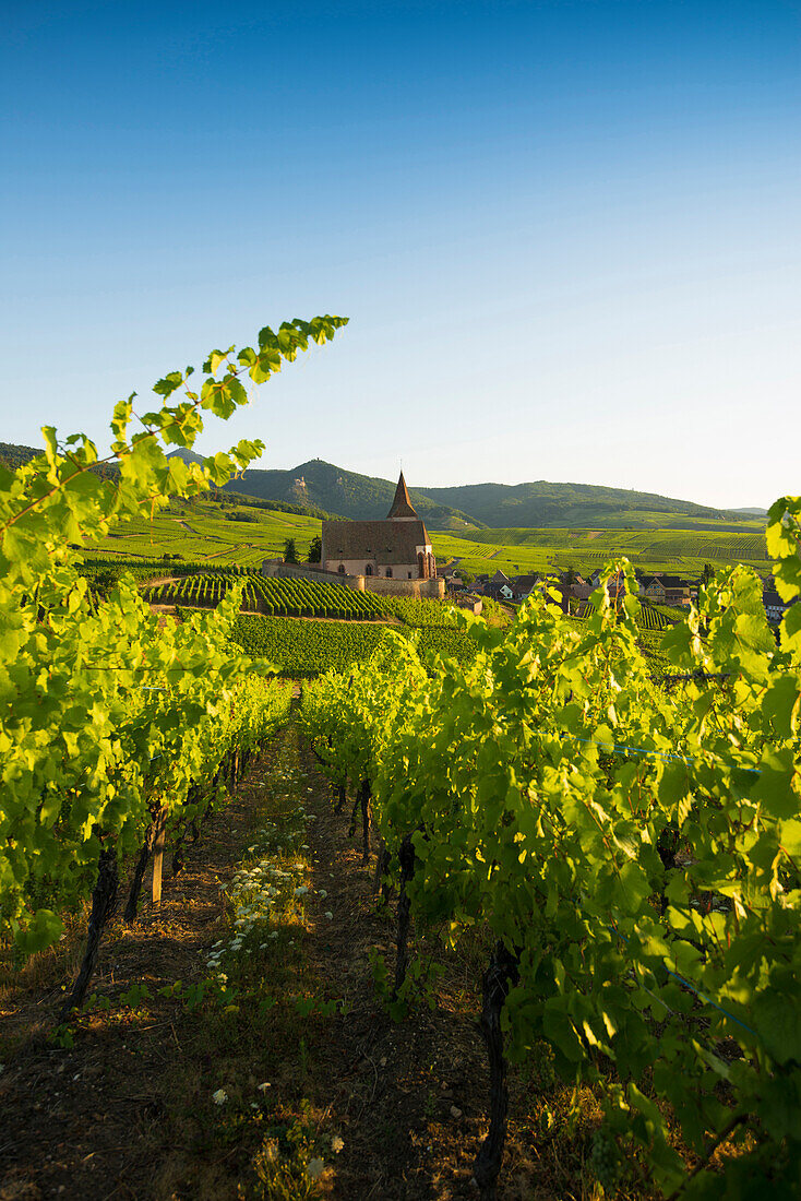 Church within the vineyards, Gothic fortified church of Saint-Jacques, Hunawihr, Alsace, France