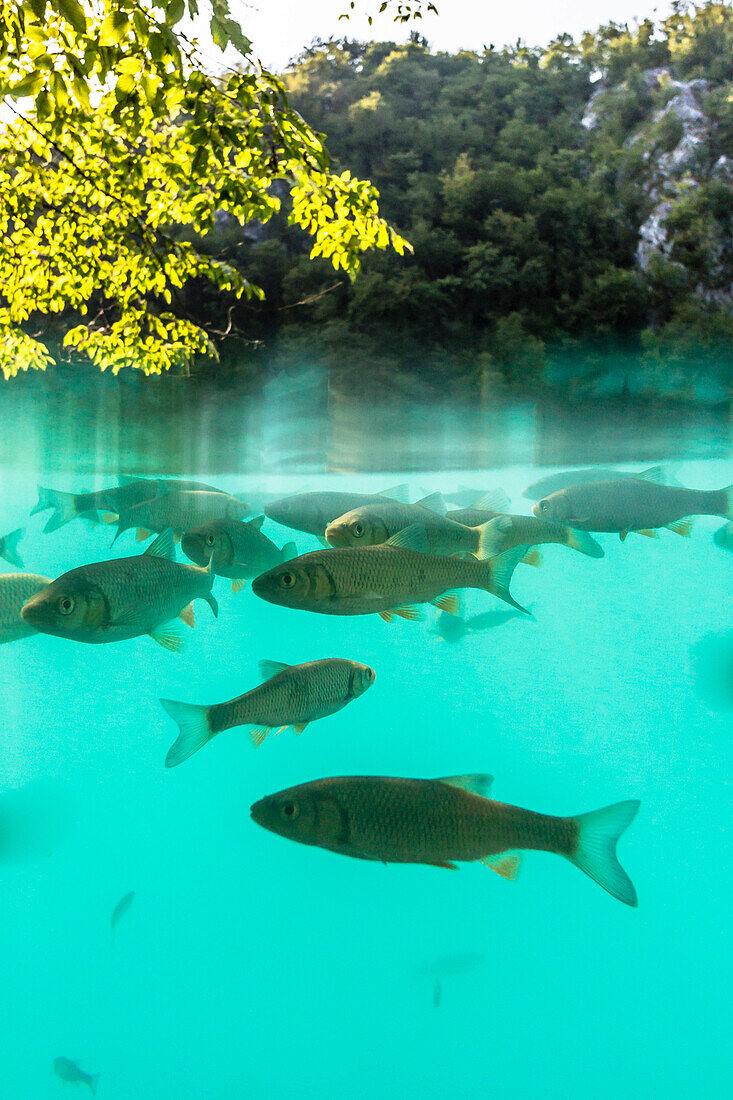 School of fish in the in the turquoise waters of Plitvice Lakes - Croatia, Plitvice National Park
