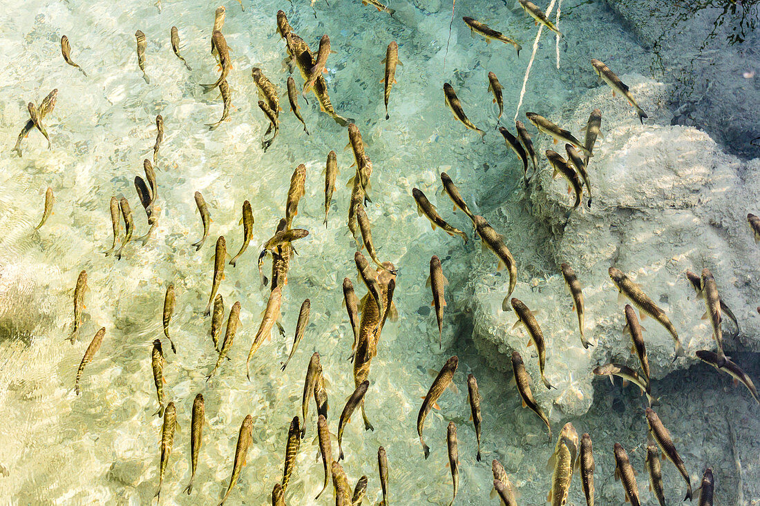 Fischschwarm von oben im kristallklaren Wasser des Plitvicer Seen - Kroatien, Plitvicer Nationalpark