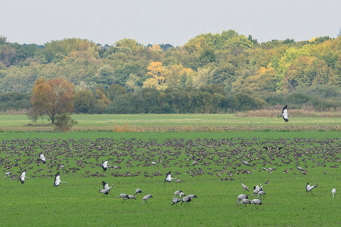 Rastplatz von Kranichen, Graugänsen auf einer Wiese im Landschaftsschutzgebiet des Rangsdorfer Sees - Deutschland, Brandenburg, Rangsdorf